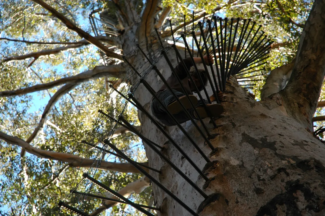Climber on the pegs of the Gloucester Tree, Pemberton